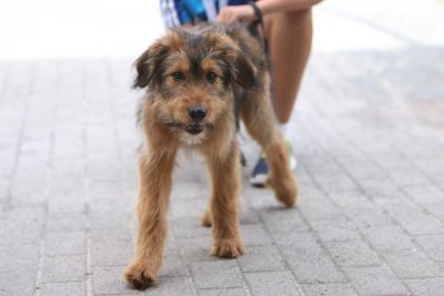 01Sonntag 03 Sonntag Unihockey Camp 2017